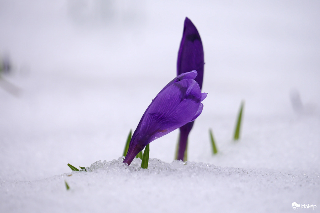 Kárpáti sáfrányok a hótakaróban 2.