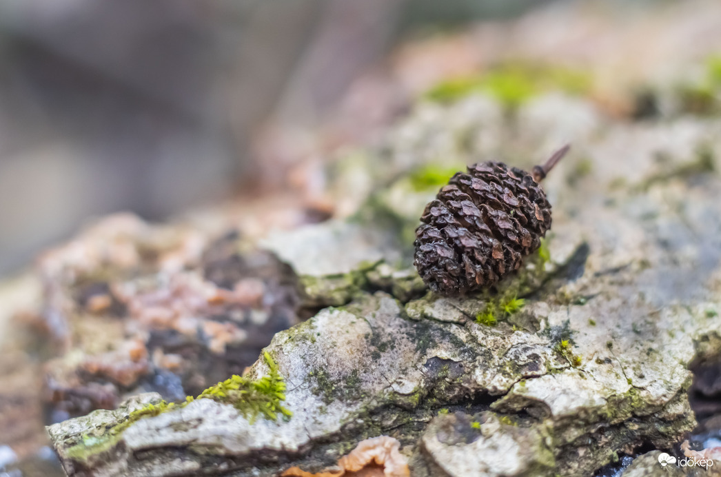 A téli erdő csendje