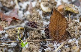 A téli erdő csendje