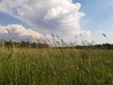 Maglód