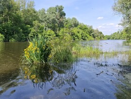Tiszacsege