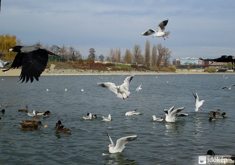 Harc a finom falatokért ...