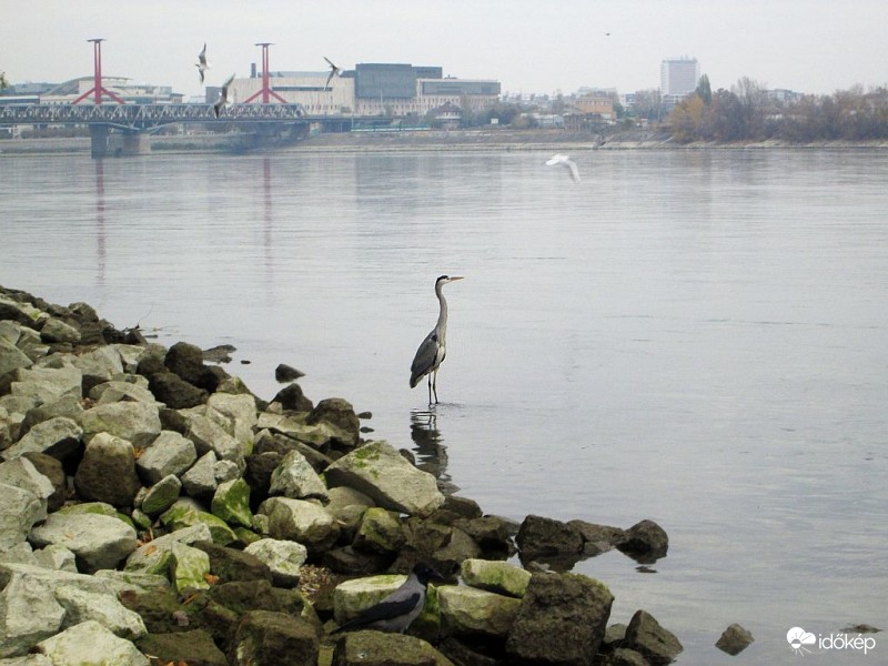 Egy szürke szombat szürkegémje..1