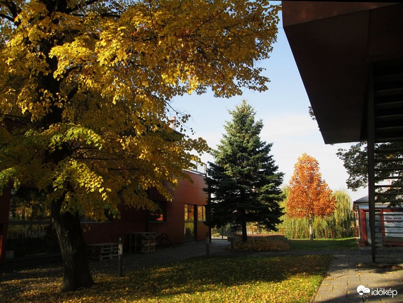 Formás fenyő és barátai