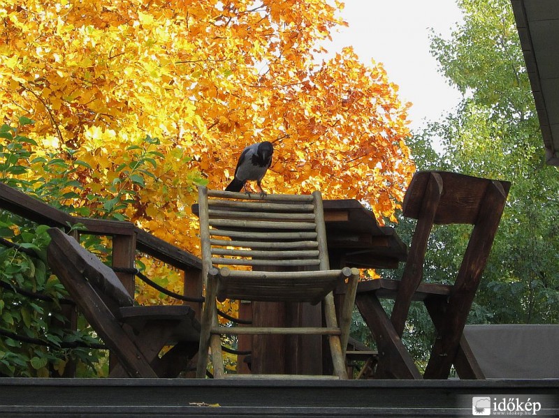 Dolmányos varjú az ősz színeivel