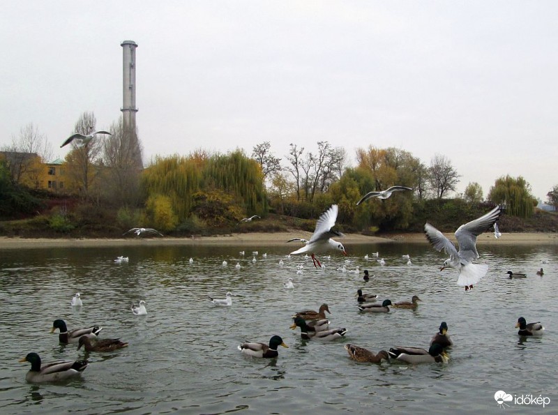 Nagy a nyüzsgés..1