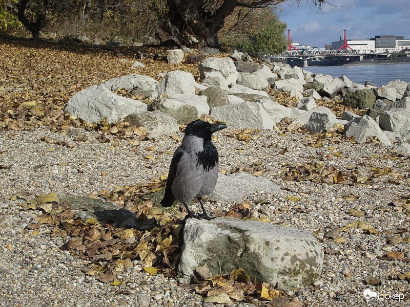 Kissé duci dolmányos
