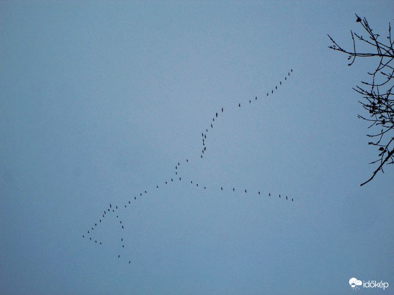 Vadludak vonulása...