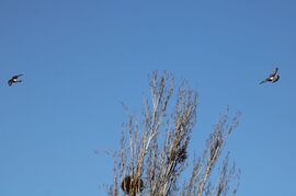 Budapest XI.kerület,