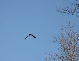 Budapest XI.kerület,