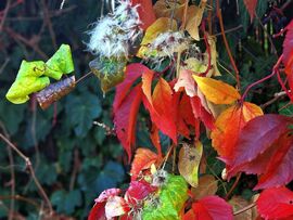 Az utolsó pillanatok...