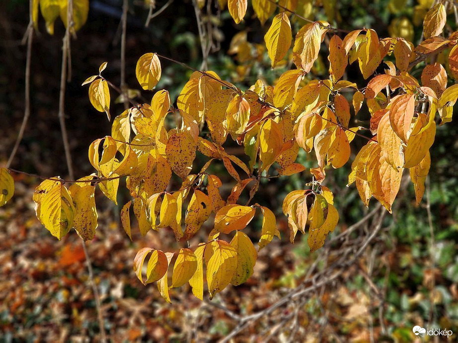 Sárga a domináns szín