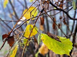 Nagykovácsi, Zsíros-hergy