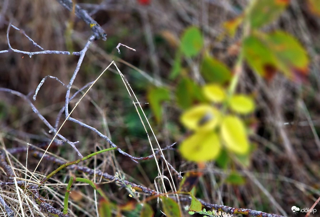 Lehetetlen levélálom