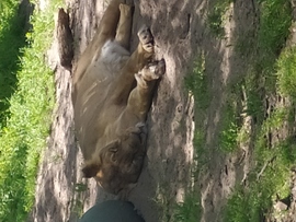 Ahogy alszik az oroszlán 