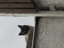 Garázson ülő cica 