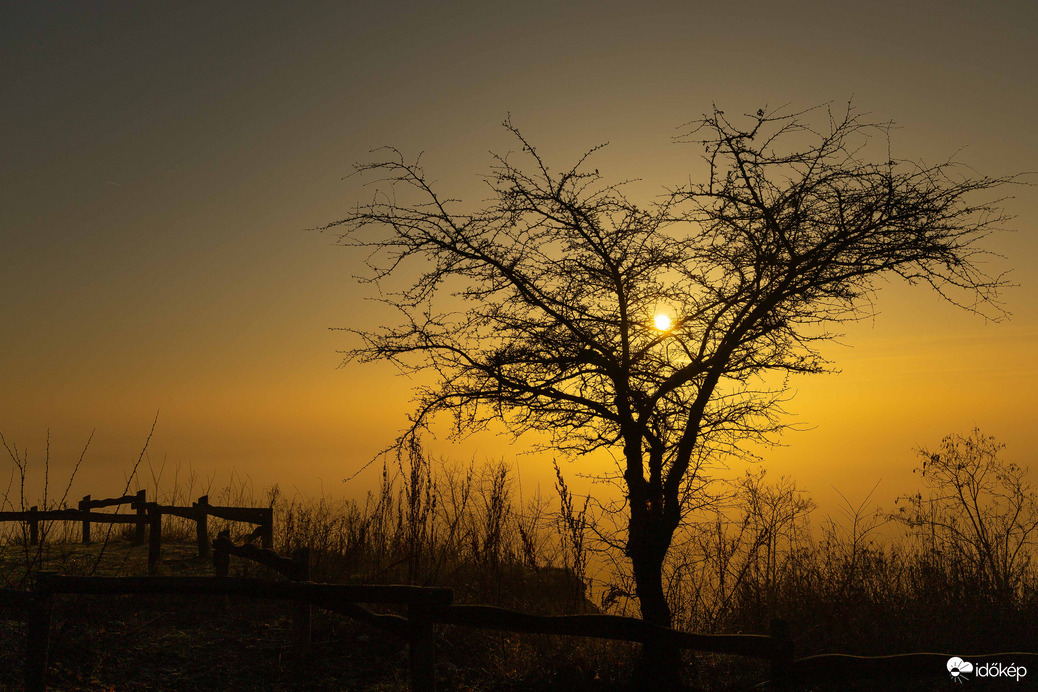 Csak egy fa a napfelkeltében...