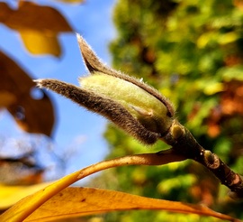 Viràgzik a Magnolia fa..