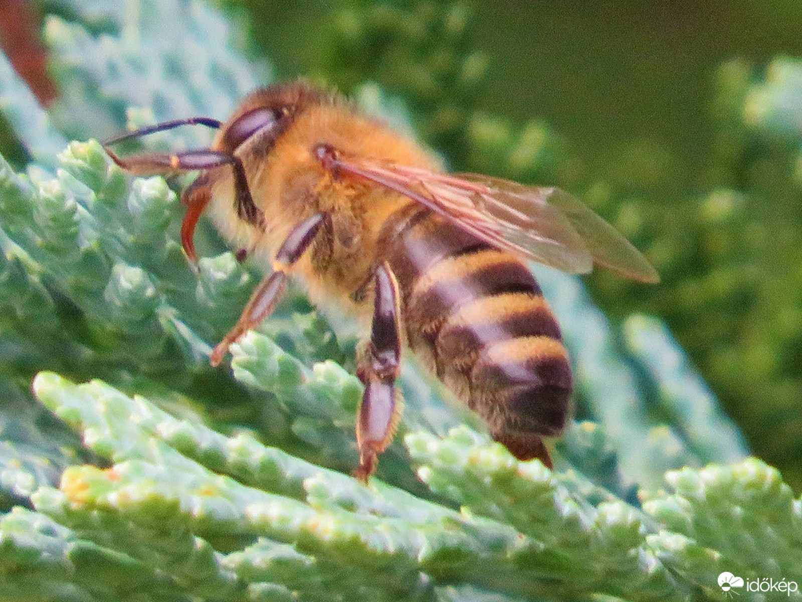 Egy szomjas méhecske