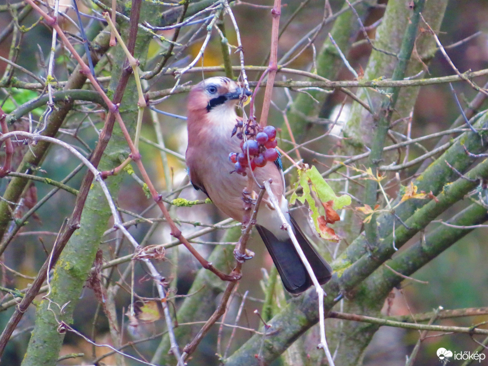De finom ez a szőlő
