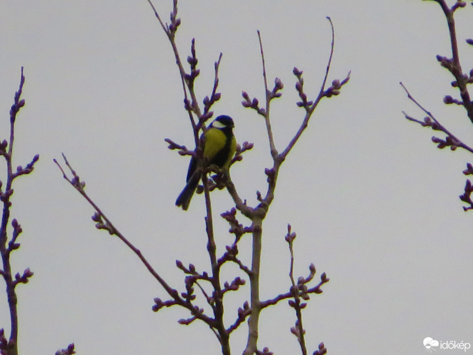 Büszkén ücsörögve