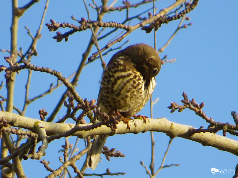 Várj most épp tollászkodom