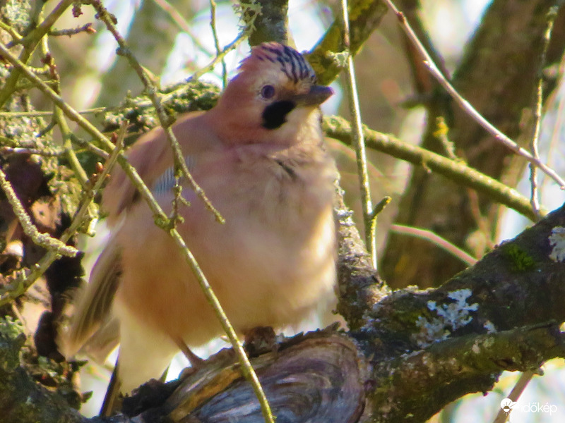 Tollászkodó szajkó
