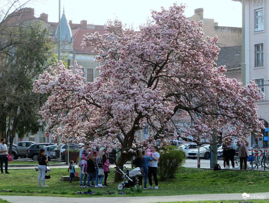 Magnóliavirágzáskor Szegeden