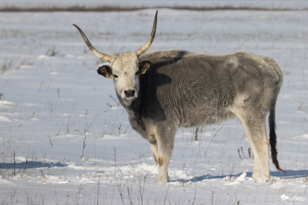 "Havasi" szürkemarha