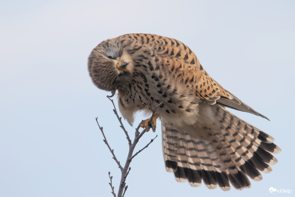 Ha akarom vakarom, mert van karom... -- 