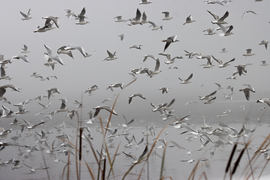 Elkelne egy légiforgalom irányító...