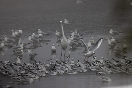 Alakzatba rendeződj!!! -- 