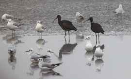 Ketten batlák és a sereg...