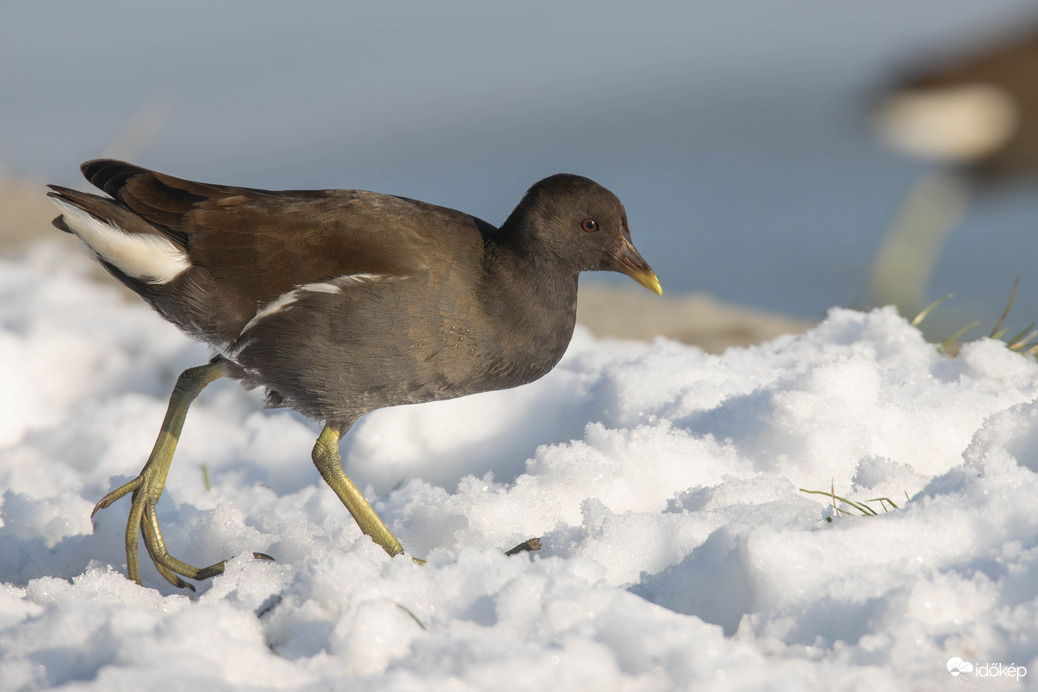 Keresgésés a hóban...