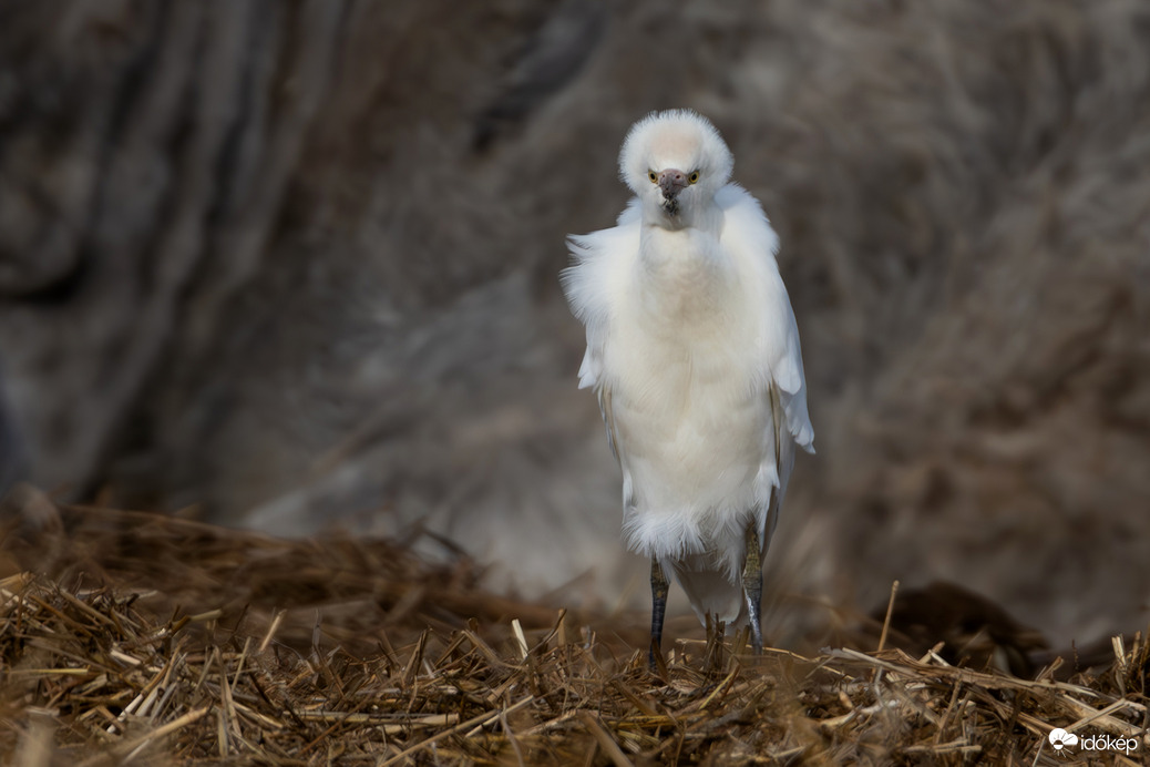 Villanypásztor, az igazi... -- 