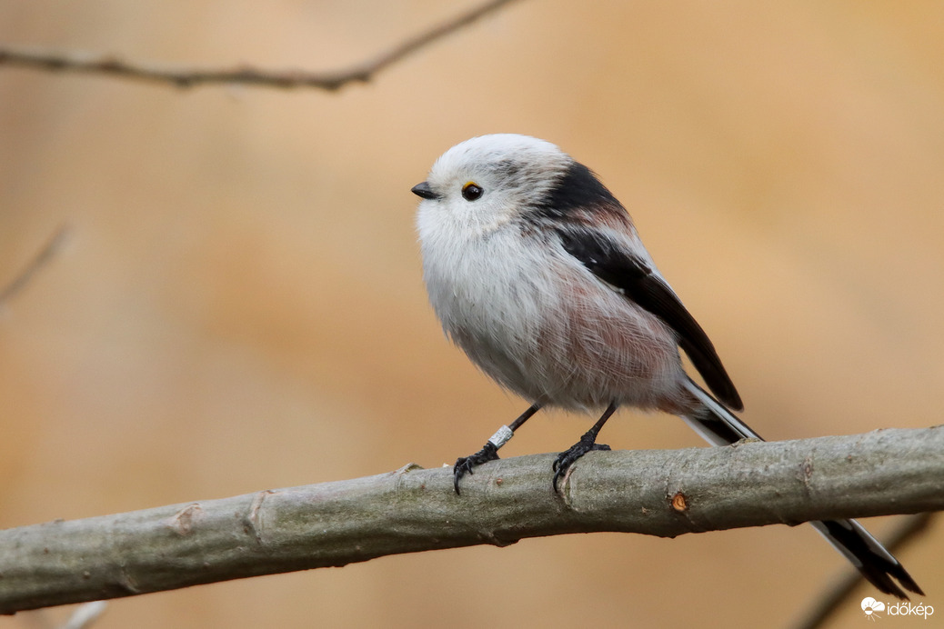 Gyerekek kedvence lett eme pelyhes egyed, mely eme fejszerkezetel teremtetett, s nevetve repkedett kertekbe nem egyszer eledelt szedegetve, s emberek szeretete bekebelezte ezen szemeket... 