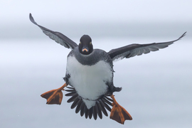 Érkezés kacsa módra viccesen... -- 
