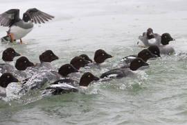 Jeges Balaton-átúszó verseny... -- 