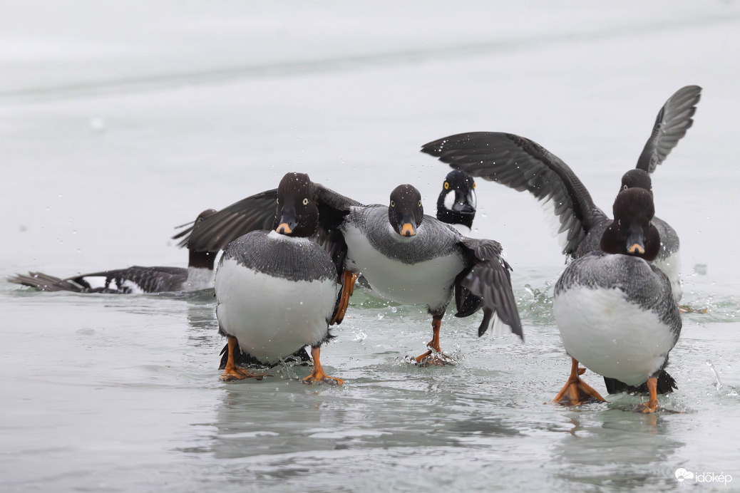 Be ne tojjál tesó! -- 