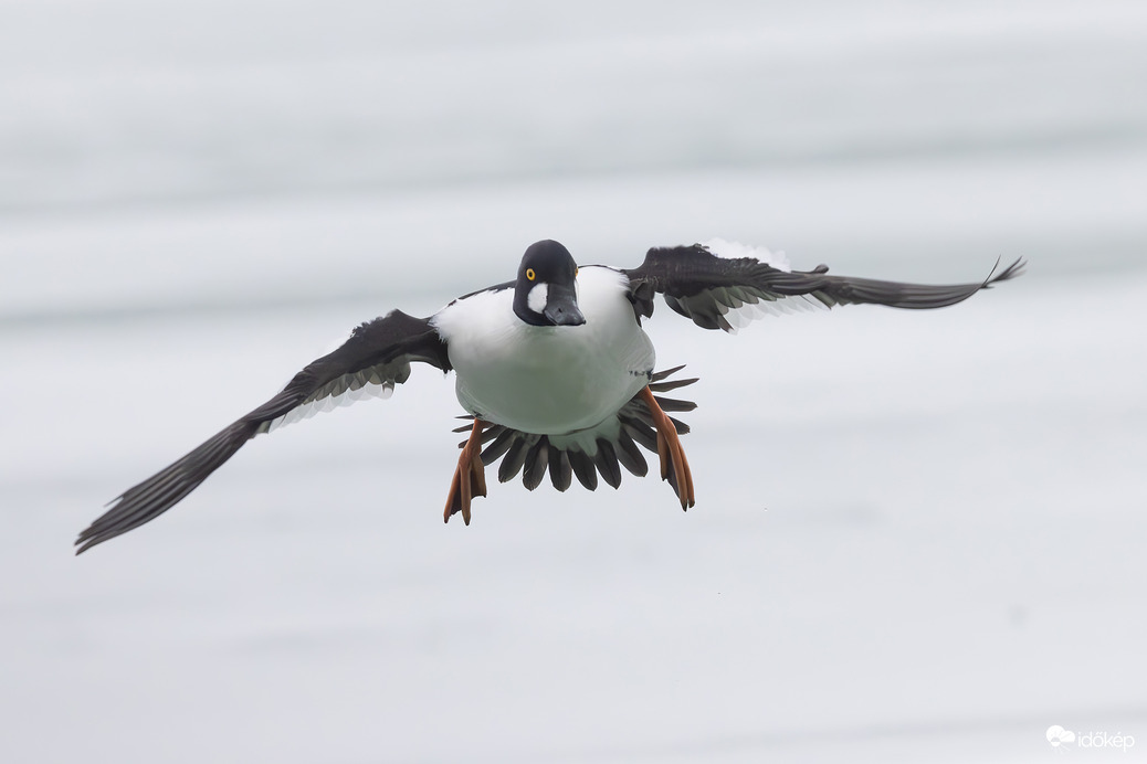 Leszállás szélben... -- 