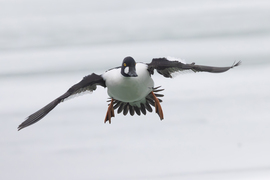 Leszállás szélben... -- 