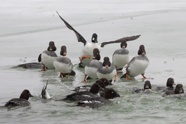 Hali csajok, megjöttem!!! -- 