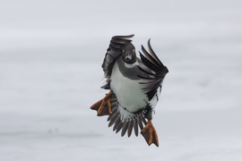 Kérem engem ne fotózzon, szégyenlős vagyok... -- 