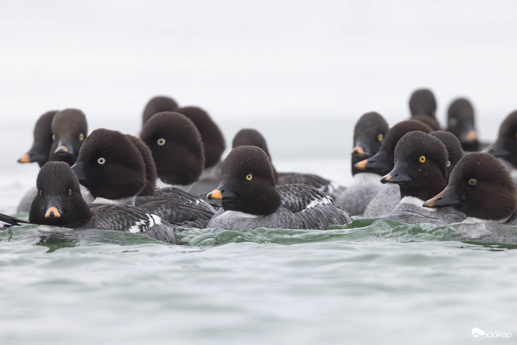 A lihogó fenntartói... -- 