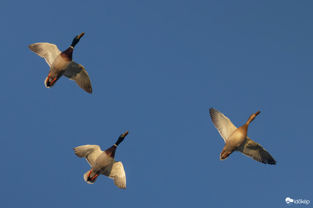 Nehézbombázók... -- 