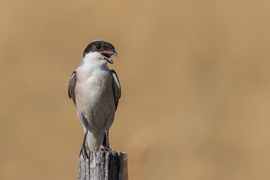 Na csináld már azt a fotót mert dolgom van! -- 