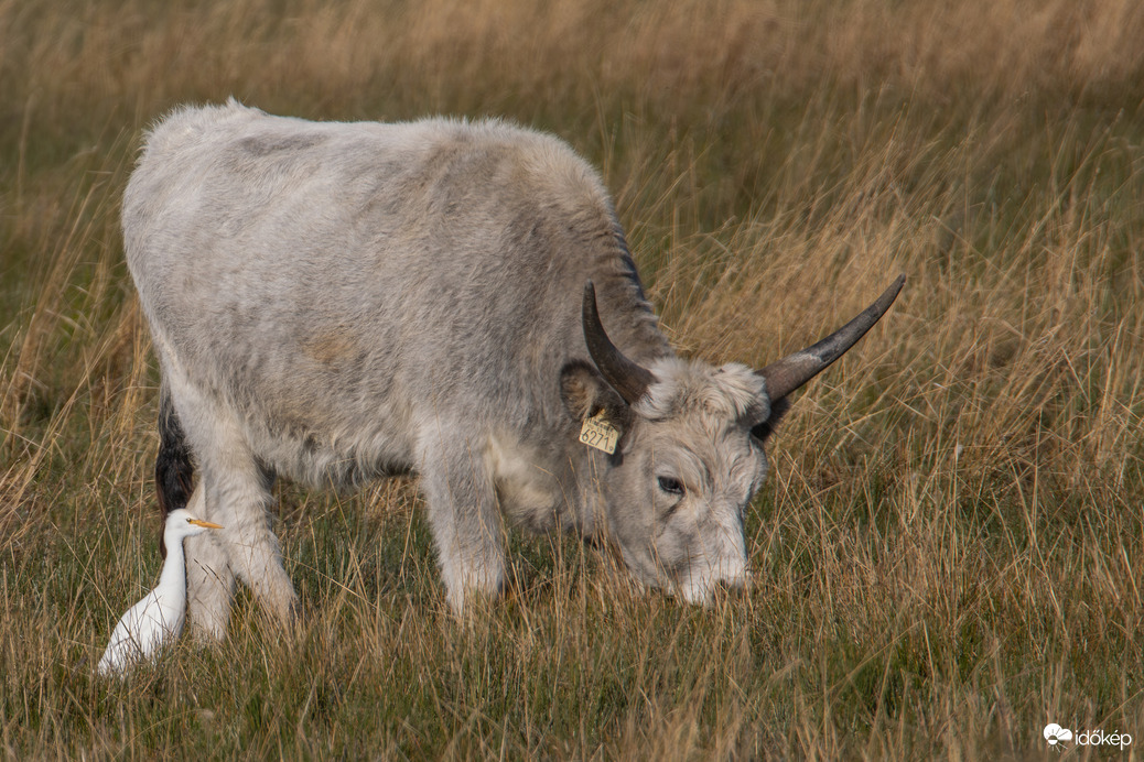 A pásztor és a szökevény -- 