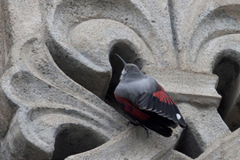 Micsoda tollak... -- 