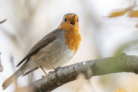 Sikerült dalra fogni a kis csattogót.... -- 