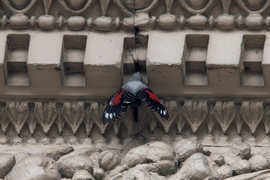 Aki tényleg "kiharapja" a pókot a sarokból... -- 